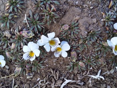 Viola pygmaea, photographed by Humber Alberto