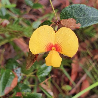 Bossiaea formosa, photographed by ronavery