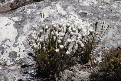 Edmondia pinifolia, photographed by Tony Rebelo