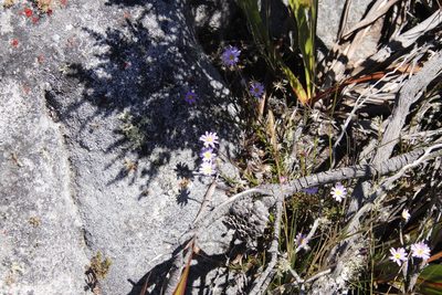 Zyrphelis taxifolia, photographed by Tony Rebelo