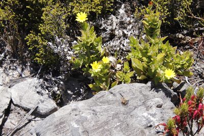 Nephrotheca ilicifolia, photographed by Tony Rebelo