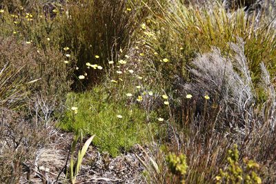 Ursinia nudicaulis, photographed by Tony Rebelo