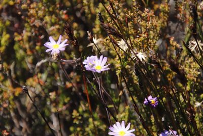 Zyrphelis taxifolia, photographed by Tony Rebelo