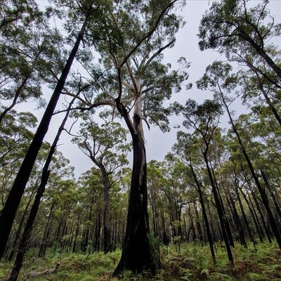 Eucalyptus pilularis, photographed by ronavery