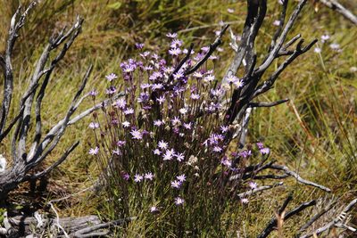 Zyrphelis taxifolia, photographed by Tony Rebelo