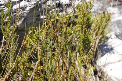 Lobelia pinifolia, photographed by Tony Rebelo