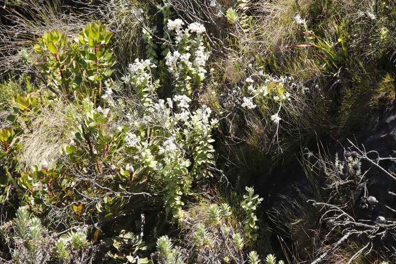 Helichrysum fruticans, photographed by Tony Rebelo