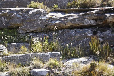 Edmondia pinifolia, photographed by Tony Rebelo