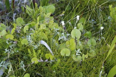 Centella eriantha, photographed by Tony Rebelo