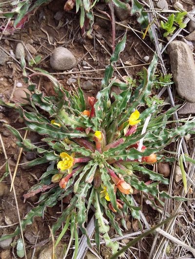 Oenothera nana, photographed by Humber Alberto