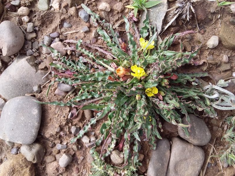 Oenothera nana, photographed by Humber Alberto