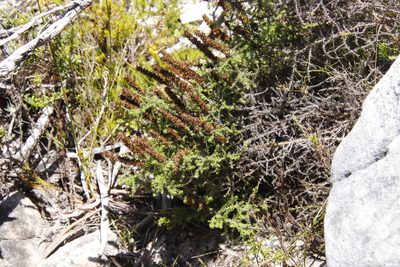 Stoebe cinerea, photographed by Tony Rebelo
