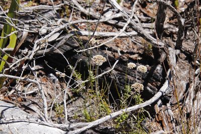 Anaxeton arborescens, photographed by Tony Rebelo