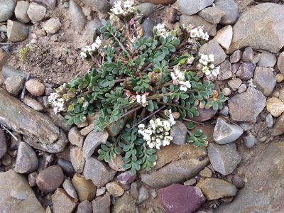 Lepidium meyenii, photographed by Humber Alberto