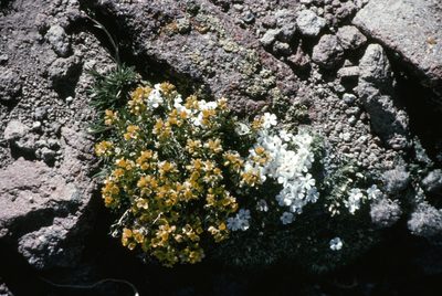Draba asterophora, photographed by Jim Dreier