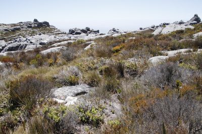 Nephrotheca ilicifolia, photographed by Tony Rebelo