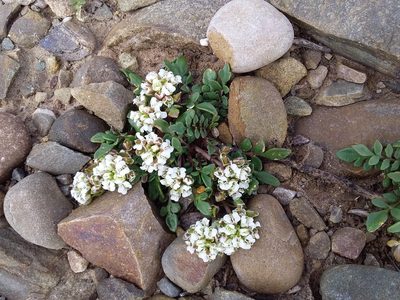 Lepidium meyenii, photographed by Humber Alberto
