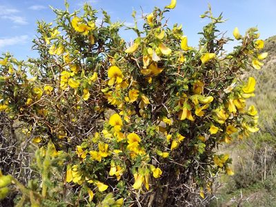Adesmia miraflorensis, photographed by Humber Alberto