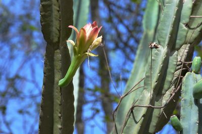 Cereus hankeanus, photographed by Hugo Hulsberg