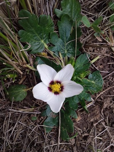 Acaulimalva nubigena, photographed by Humber Alberto