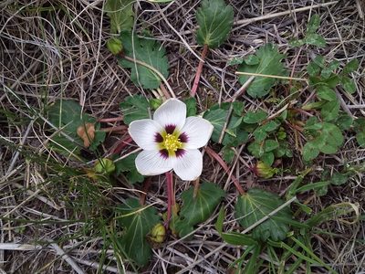 Acaulimalva nubigena, photographed by Humber Alberto