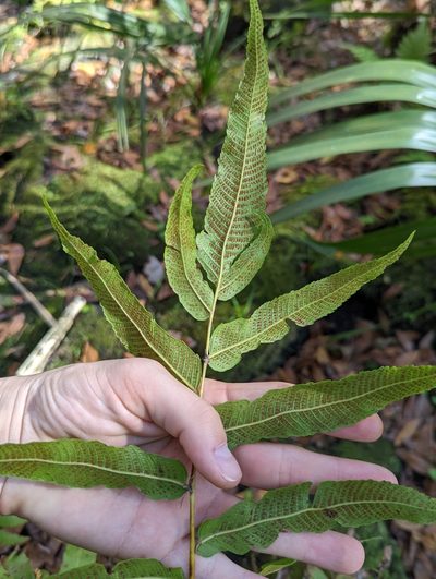 Meniscium serratum, photographed by natalie