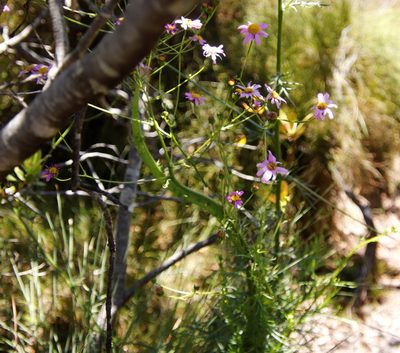 Senecio umbellatus, photographed by Tony Rebelo