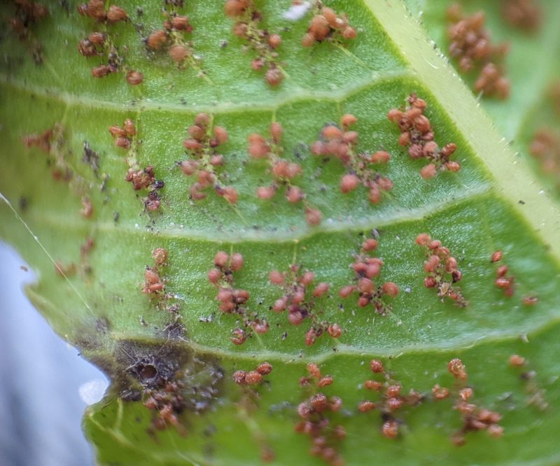 Meniscium serratum, photographed by natalie