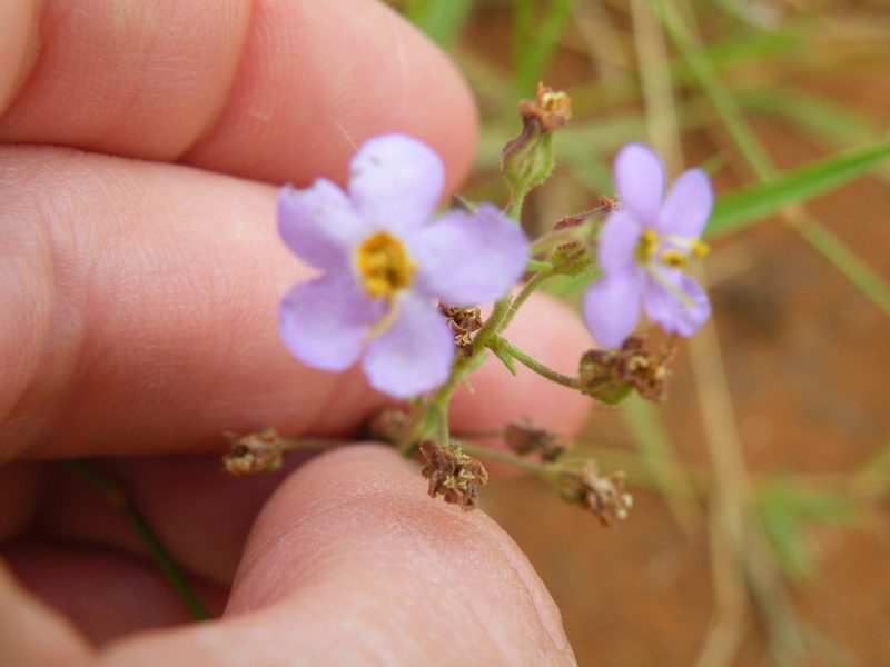 Chaenostoma leve, photographed by Antoinette Eyssell Knox