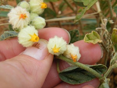 Hermannia comosa, photographed by Antoinette Eyssell Knox