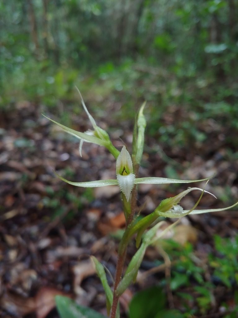 Eltroplectris calcarata, photographed by Kurt Miller