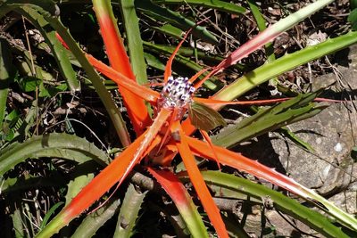 Bromelia serra, photographed by Hugo Hulsberg