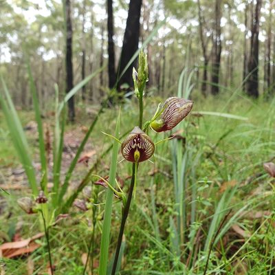 Cryptostylis erecta, photographed by ronavery