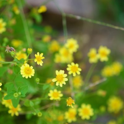 Perityle cuneata, photographed by Bill Levine