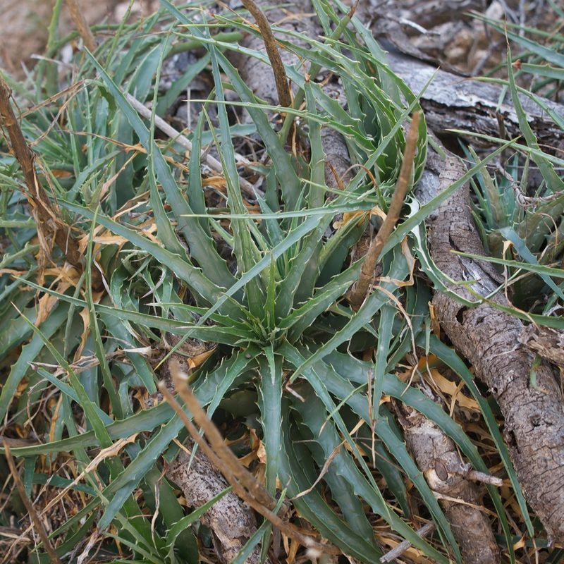 Hechtia montana, photographed by Bill Levine