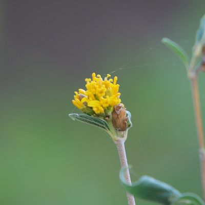 Aldama brandegeei, photographed by Bill Levine