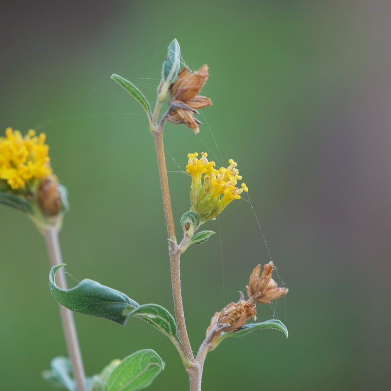 Aldama brandegeei, photographed by Bill Levine