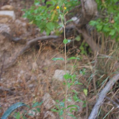 Aldama brandegeei, photographed by Bill Levine