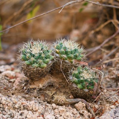 Mammillaria petrophila, photographed by Bill Levine