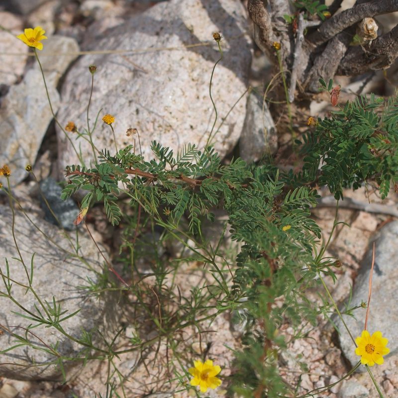 Bidens xanti, photographed by Bill Levine