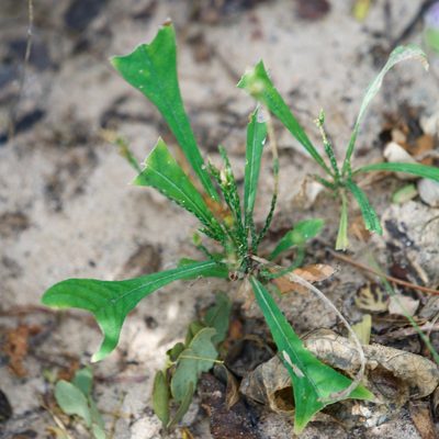 Elytraria imbricata, photographed by Bill Levine
