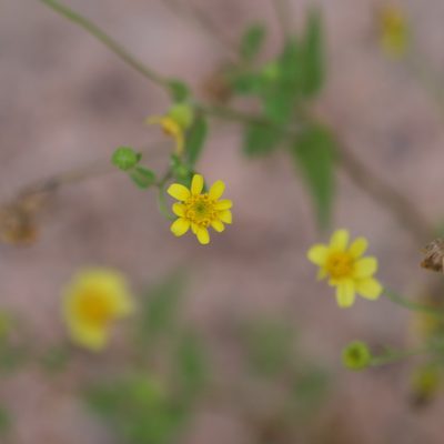 Perityle cuneata, photographed by Bill Levine