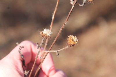 Vernonia noveboracensis, photographed by Violet T.