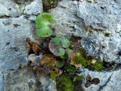 Adiantum reniforme, photographed by Thibaud Aronson