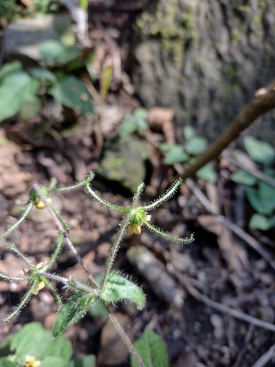 Sigesbeckia jorullensis, photographed by Robert Martin