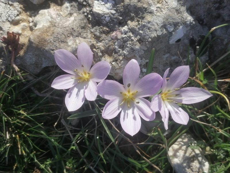 Colchicum hungaricum, photographed by Flora_DUMO