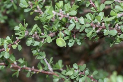 Jatropha cuneata, photographed by Andrew Meeds