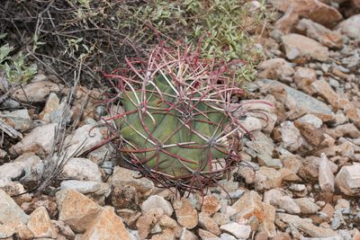 Ferocactus emoryi, photographed by Andrew Meeds