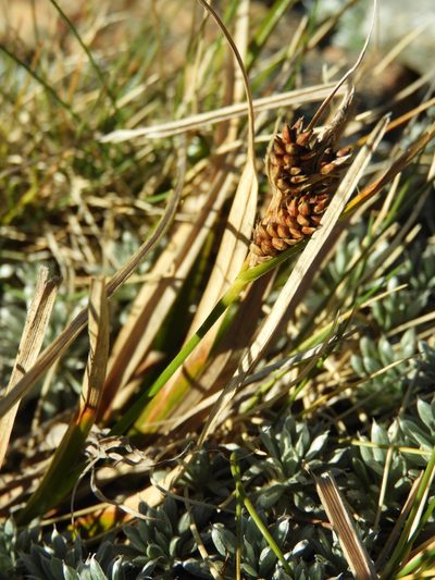 Carex wakatipu, photographed by Santiago Martín-Bravo