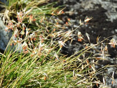 Rytidosperma setifolium, photographed by Santiago Martín-Bravo